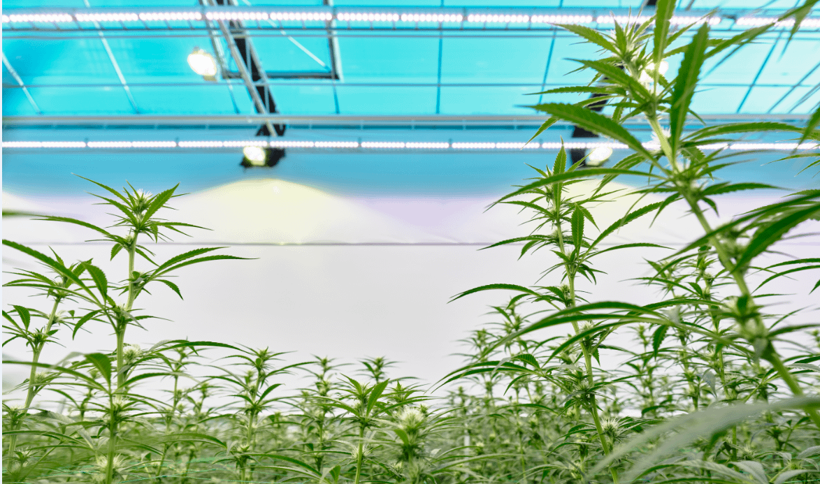 udklip medical cannabis