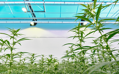 Impressive export numbers and a “series A” investment: the Danish cannabis industry reaches a new level